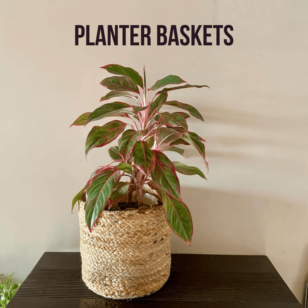 Atrangi Planter Basket
